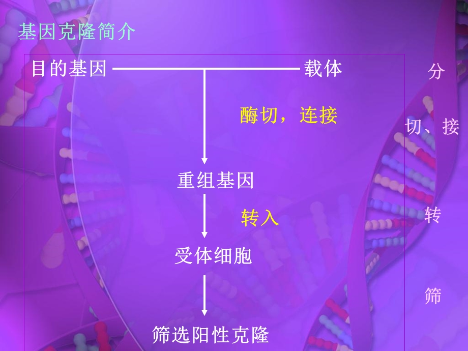 质粒提取及琼脂糖凝胶电泳.ppt_第3页