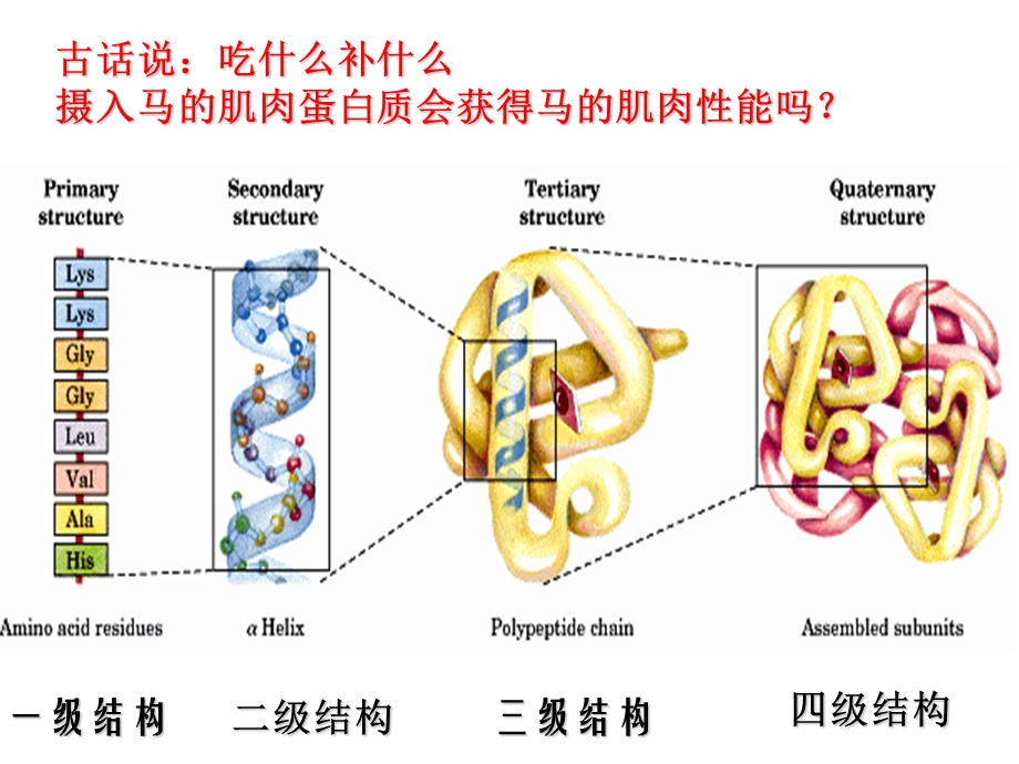 蛋白质的结构组成氨基酸的结构特点数量结构中心C2.ppt_第2页