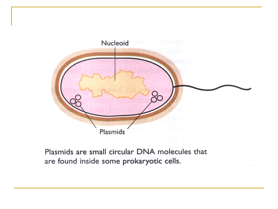 质粒DNA提取.ppt_第3页