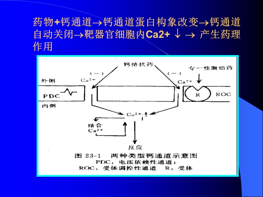 药理学第21章钙通道阻滞药.ppt_第3页