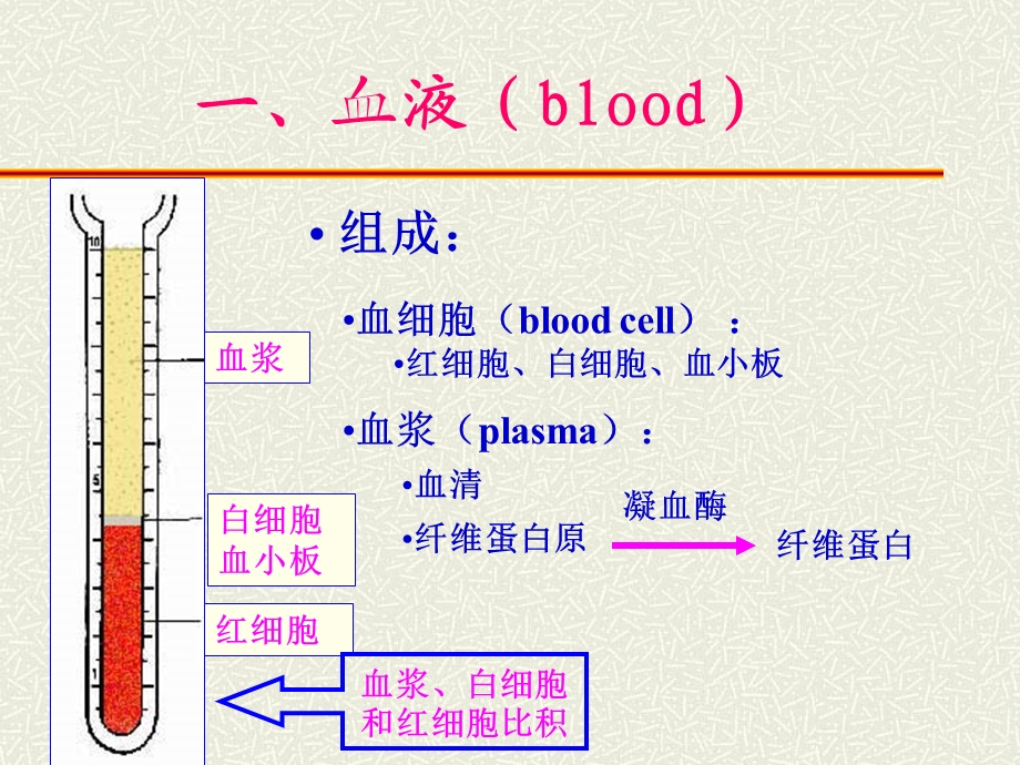 血液及血发生.ppt_第2页