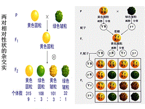 自由组合与性别决定伴性遗传.ppt