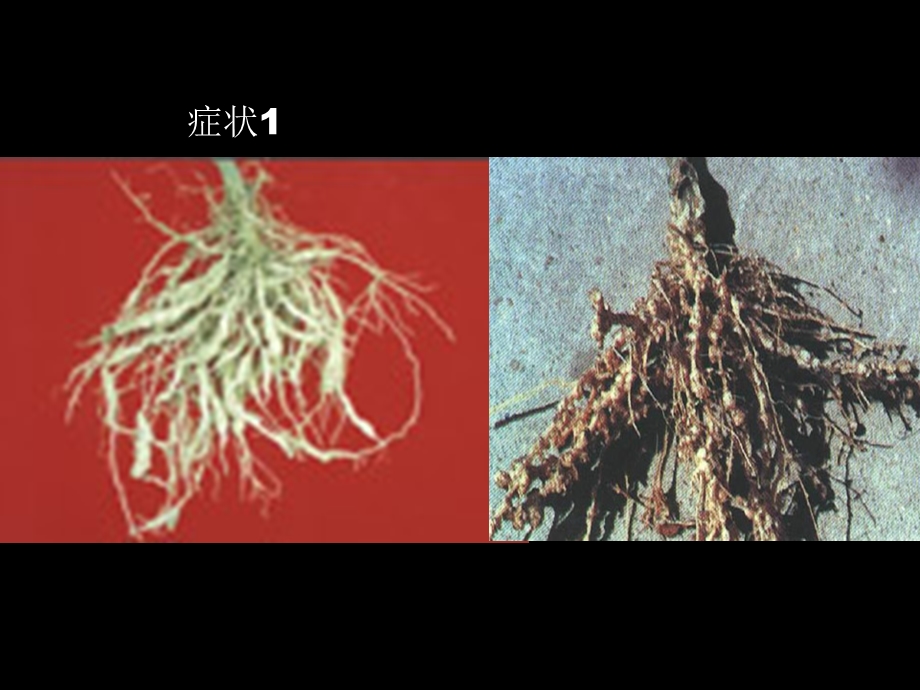 蔬菜根结线虫病.ppt_第3页