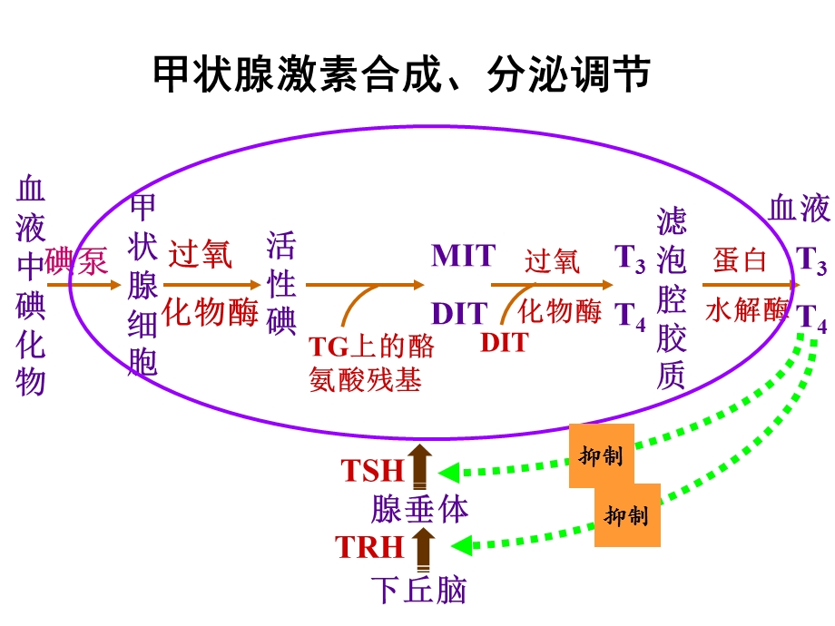 药理学18甲状腺激素及抗甲状腺药.ppt_第2页