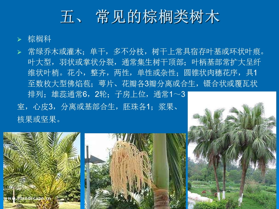 被子植物棕榈类.ppt_第3页