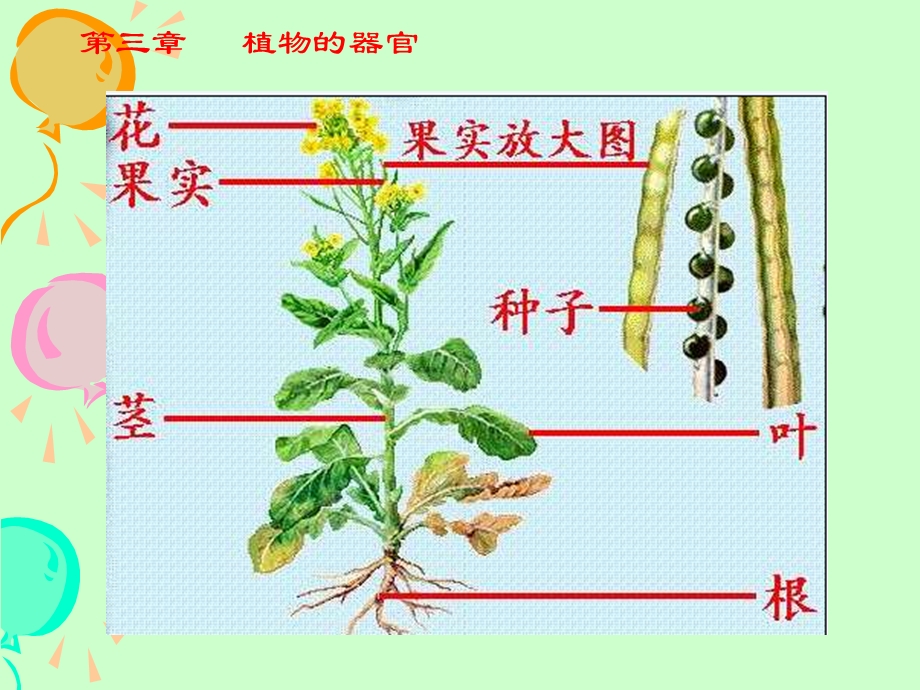 药用植物学根.ppt_第2页