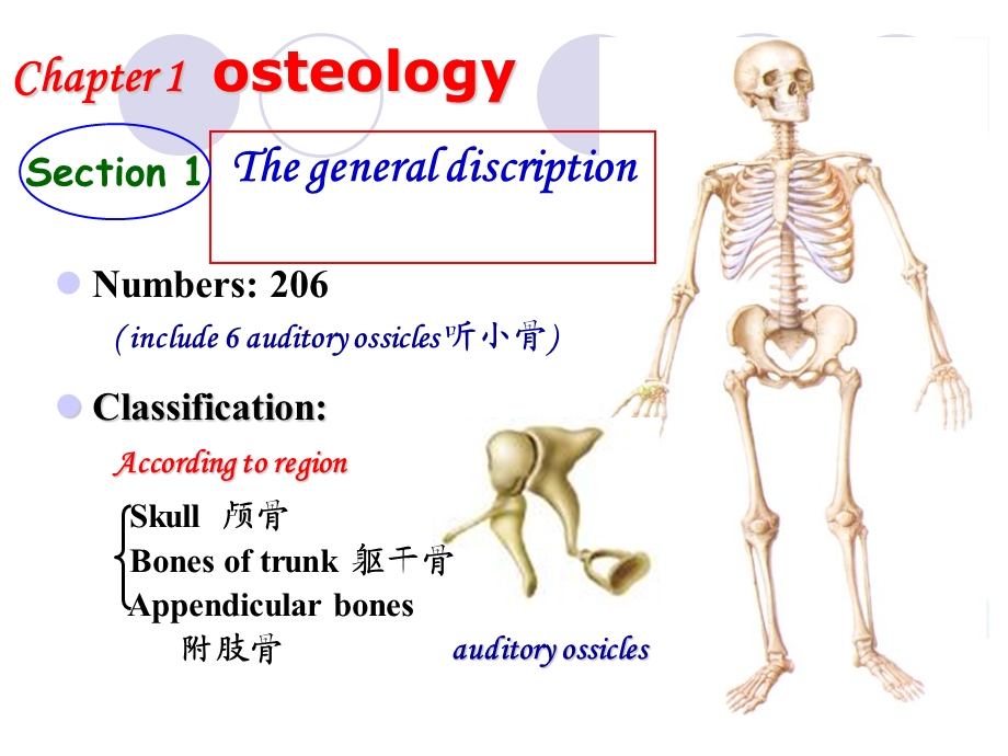 运动系统总论osteologyThebonesoftrunk.ppt_第3页