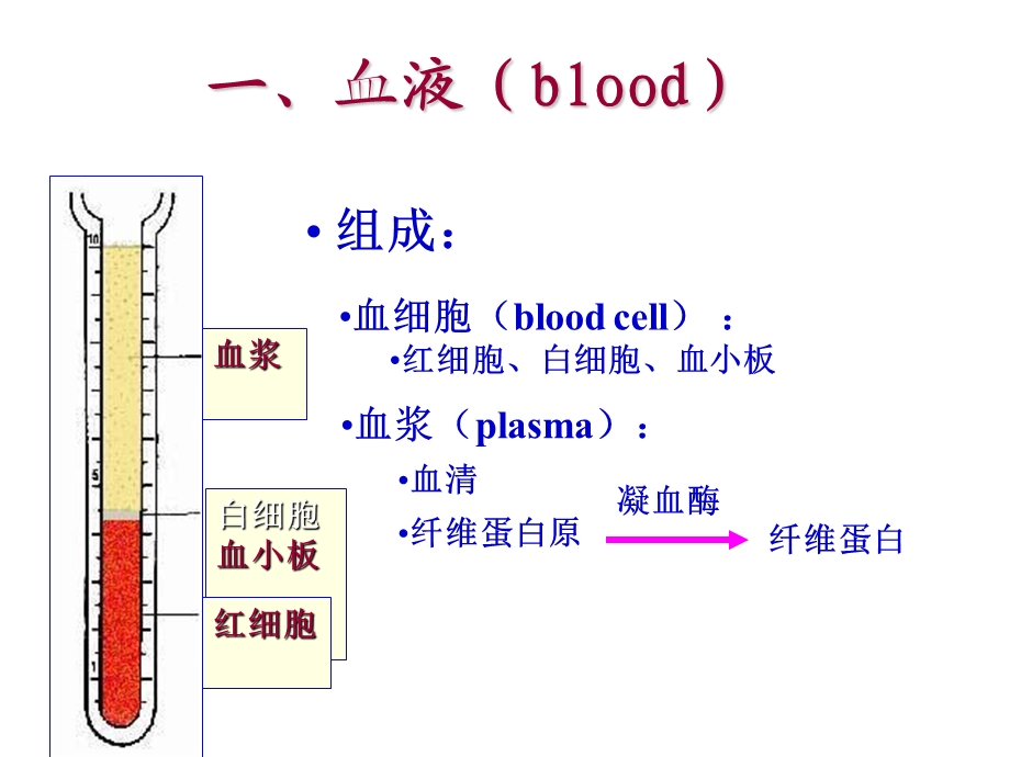 血液与发生.ppt_第2页