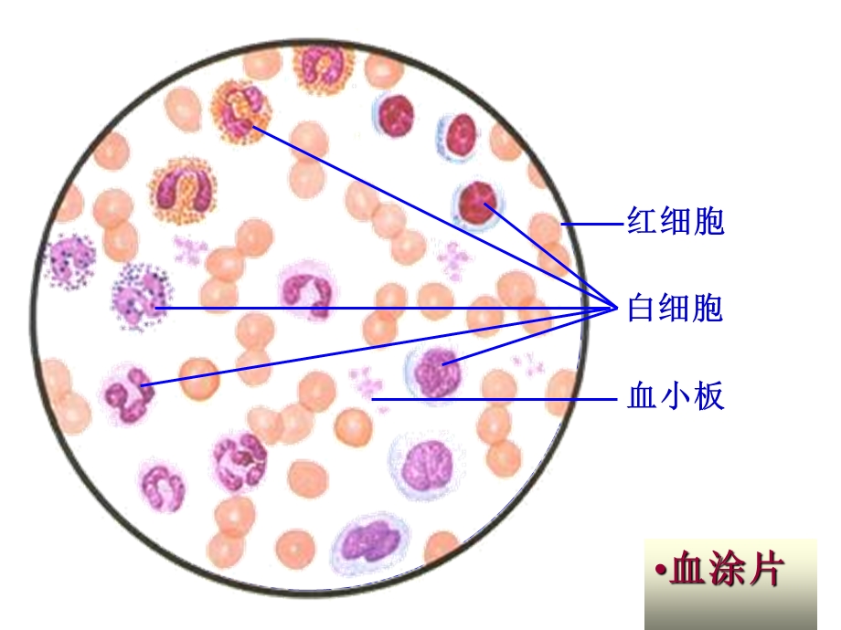 血液与发生.ppt_第3页