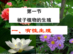 被子植物的生殖.ppt