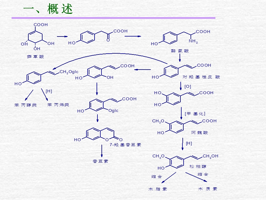 苯丙素醌类甾体.ppt_第3页