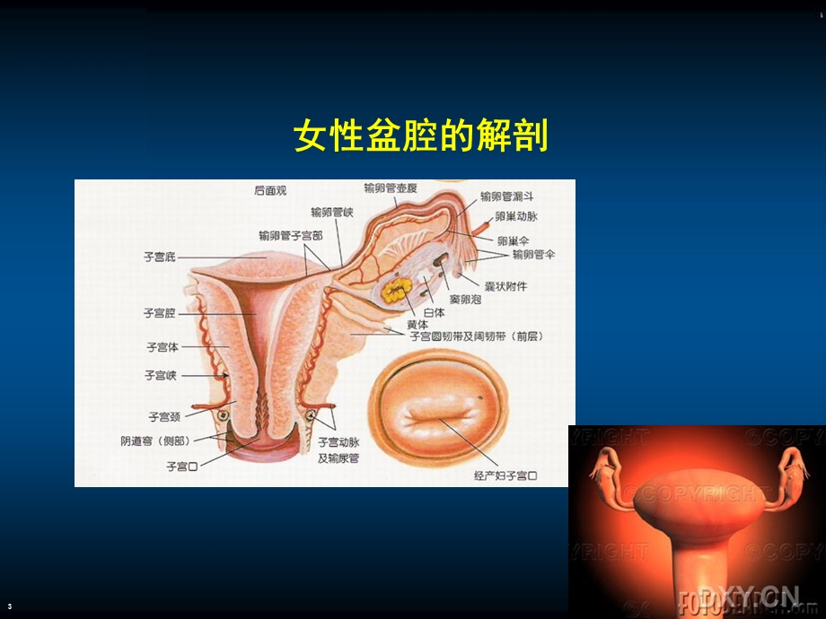 妇科保健讲座.ppt_第3页