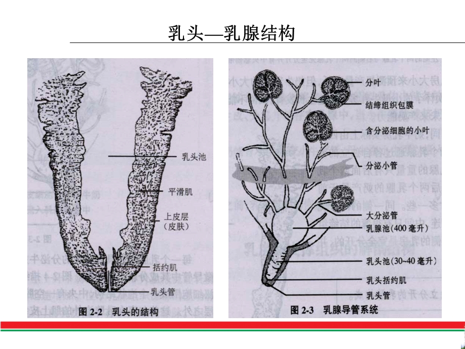 奶牛乳房炎发病机理.ppt_第3页