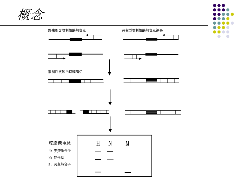 基因分型方法.ppt_第3页