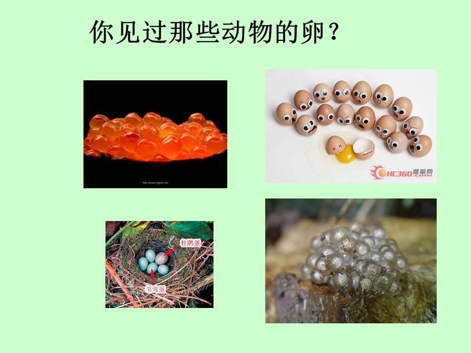 四下二6动物的卵A.ppt_第2页