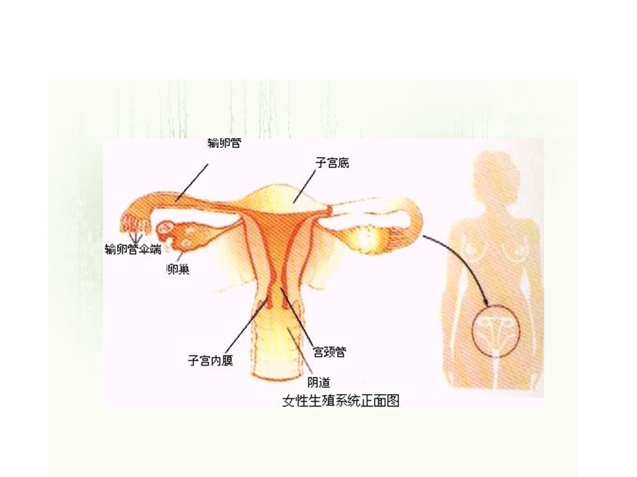 女性专业知识讲座.ppt_第3页