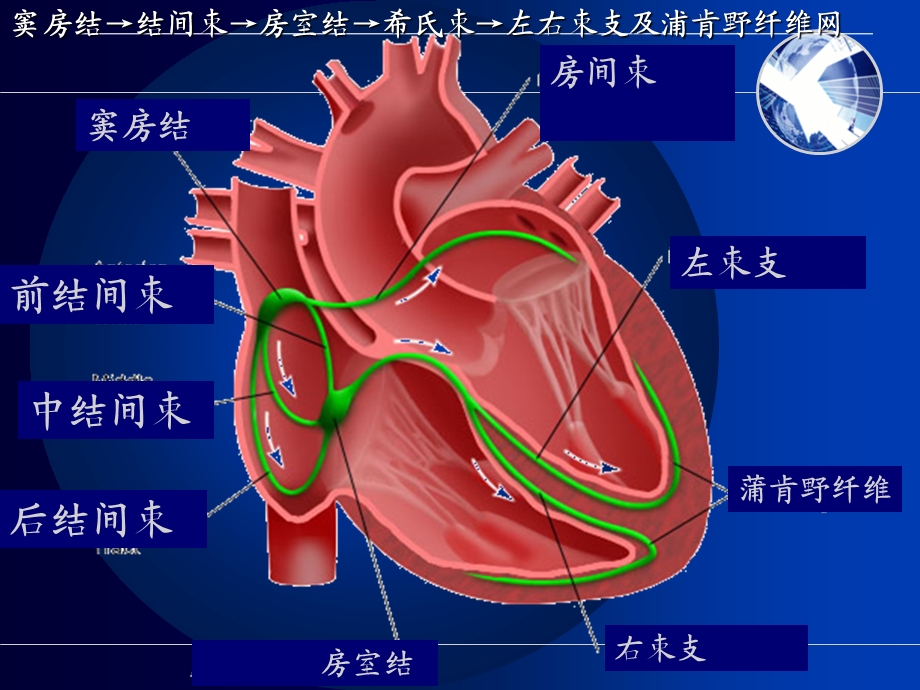 心律失常疾病患者护理.ppt_第2页