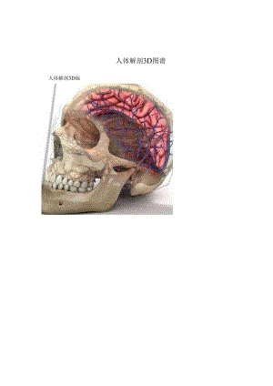 人体解剖3D图谱.docx