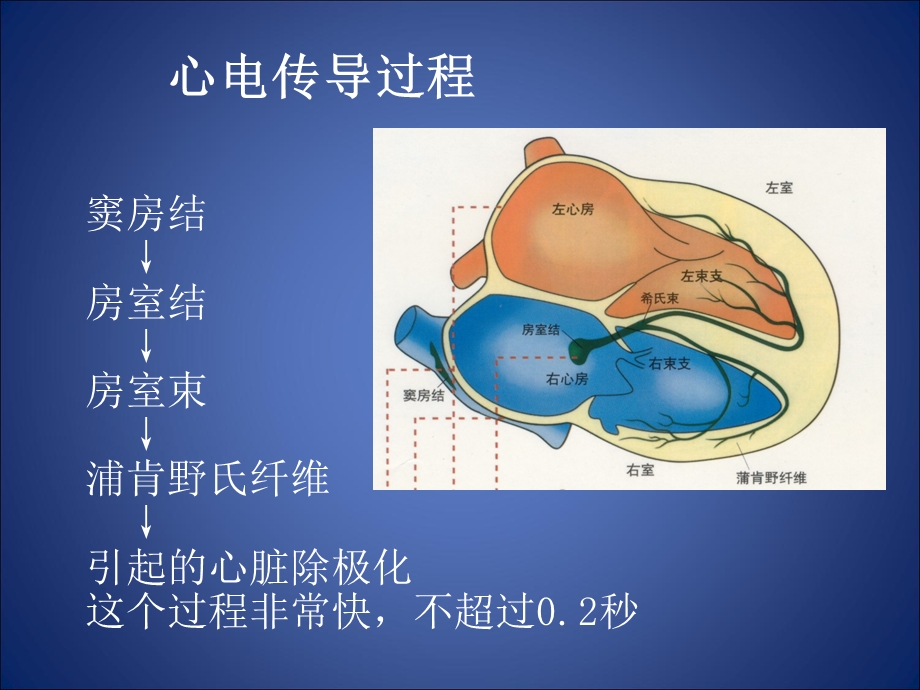 心律失常ppt.ppt_第3页