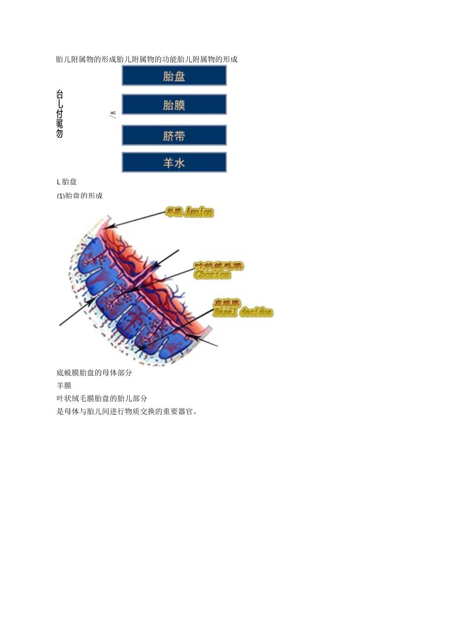 中西医结合资格考试-妊娠生理讲义及练习.docx_第3页