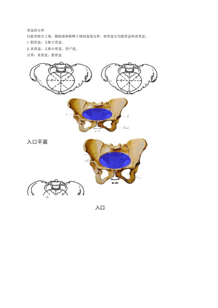 中西医结合执业医师-女性生殖系统解剖讲义及练习.docx_第2页