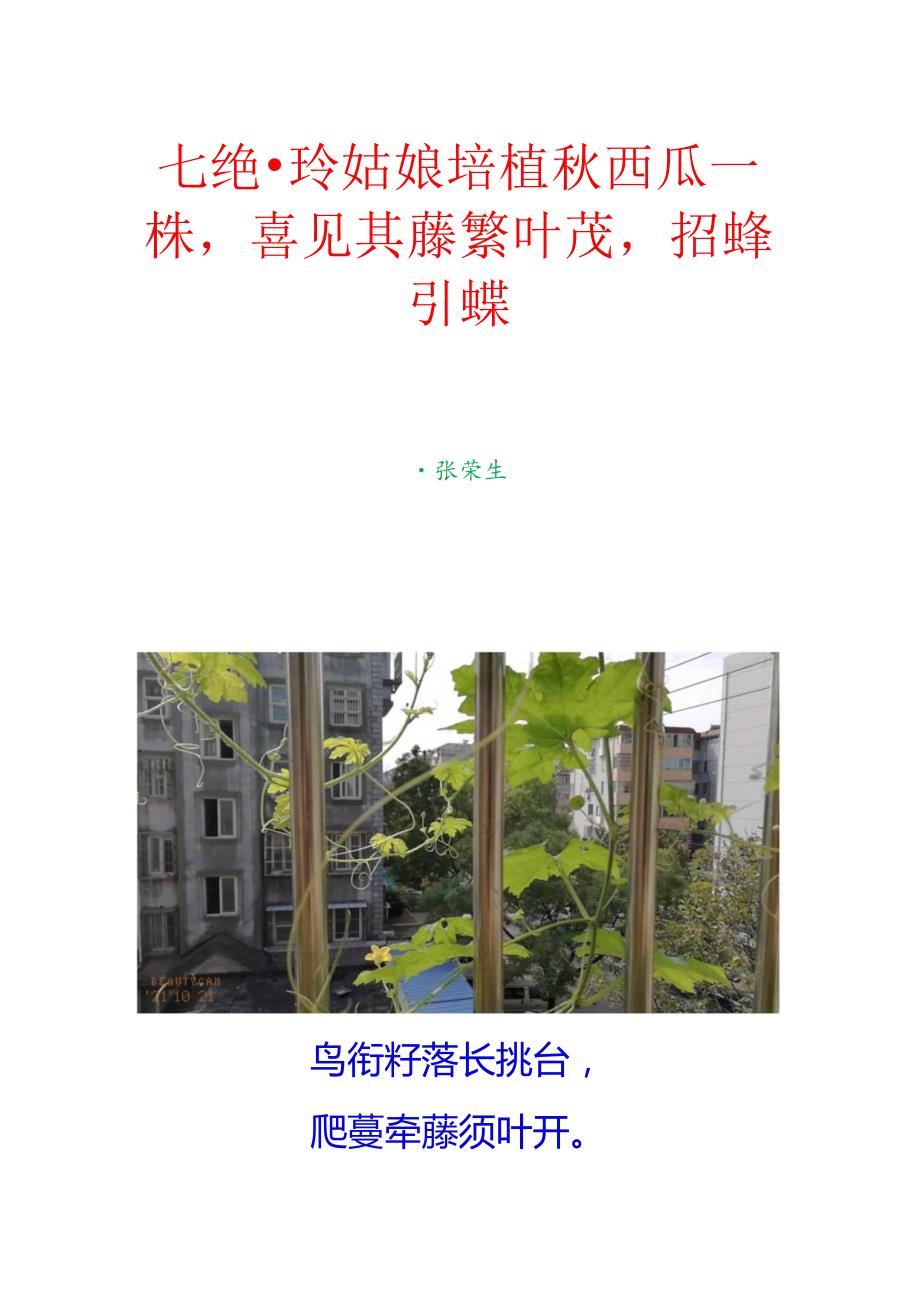 七绝-玲姑娘培植秋西瓜一株,喜见其藤繁叶茂,招蜂引蝶.docx_第1页