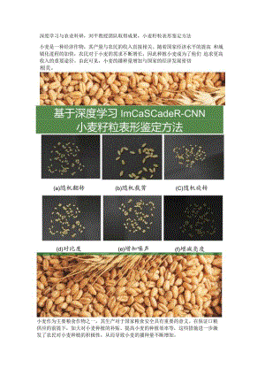 【农业科研】基于深度学习的小麦籽粒表形鉴定方法.docx