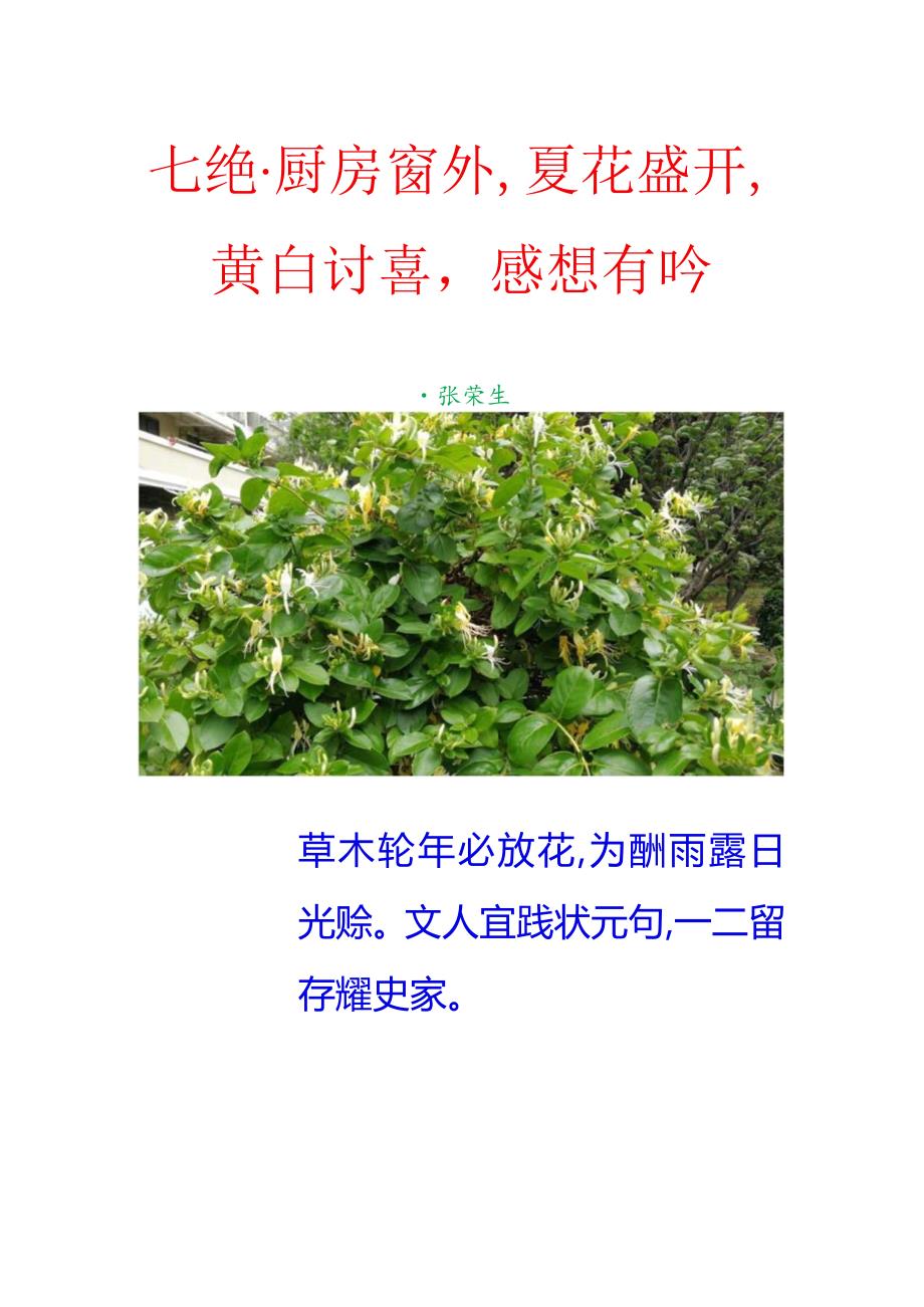 七绝-厨房窗外夏花盛开黄白讨喜感想有吟.docx_第1页