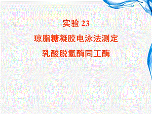 实验23 琼脂糖凝胶电泳法测定乳酸脱氢酶同工酶.ppt