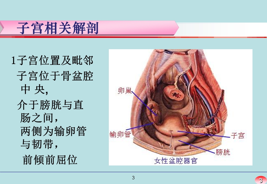 经腹全子宫切除术手术配合.ppt_第3页