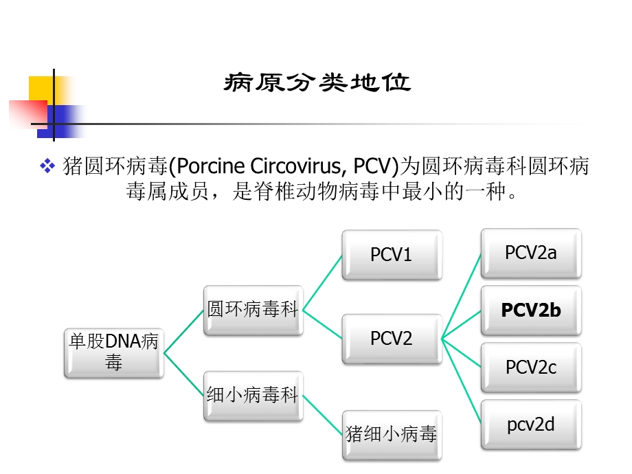 猪圆环病毒最新进展.ppt_第3页