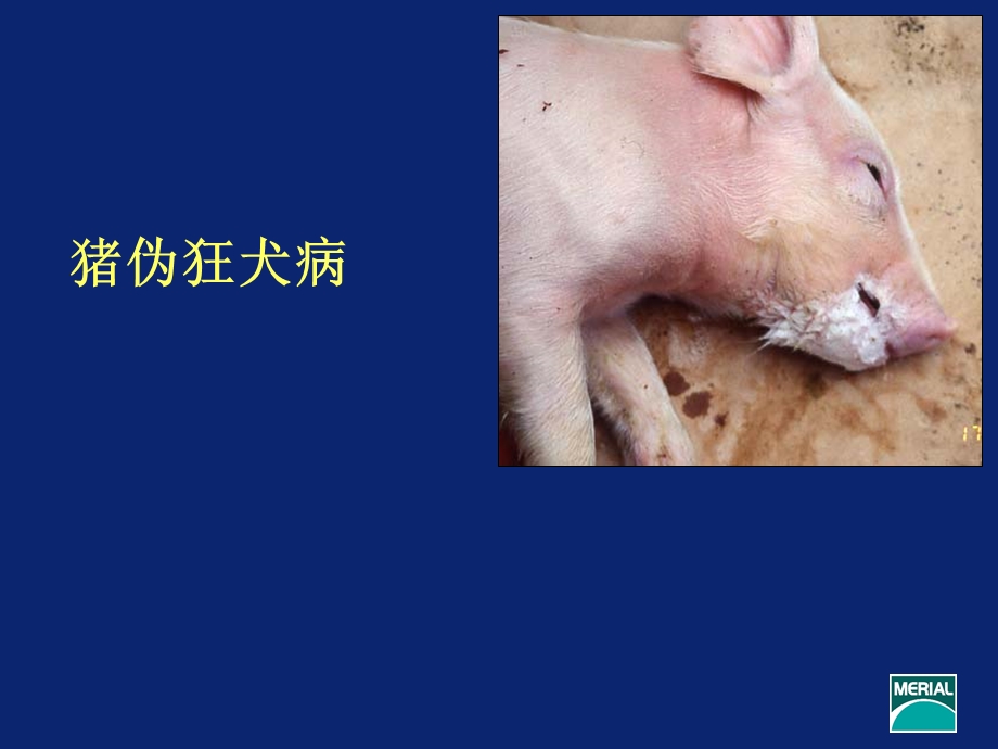 猪伪狂犬病.ppt_第1页