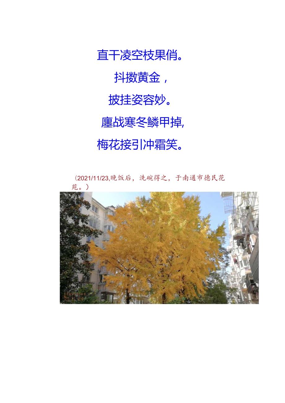 蝶恋花-初冬银杏礼赞.docx_第2页