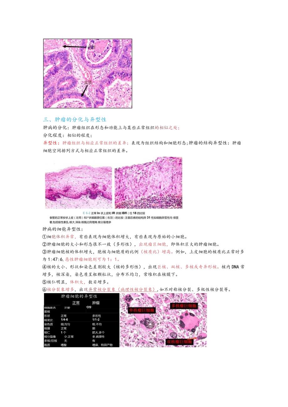 病理学整理6.肿瘤.docx_第2页