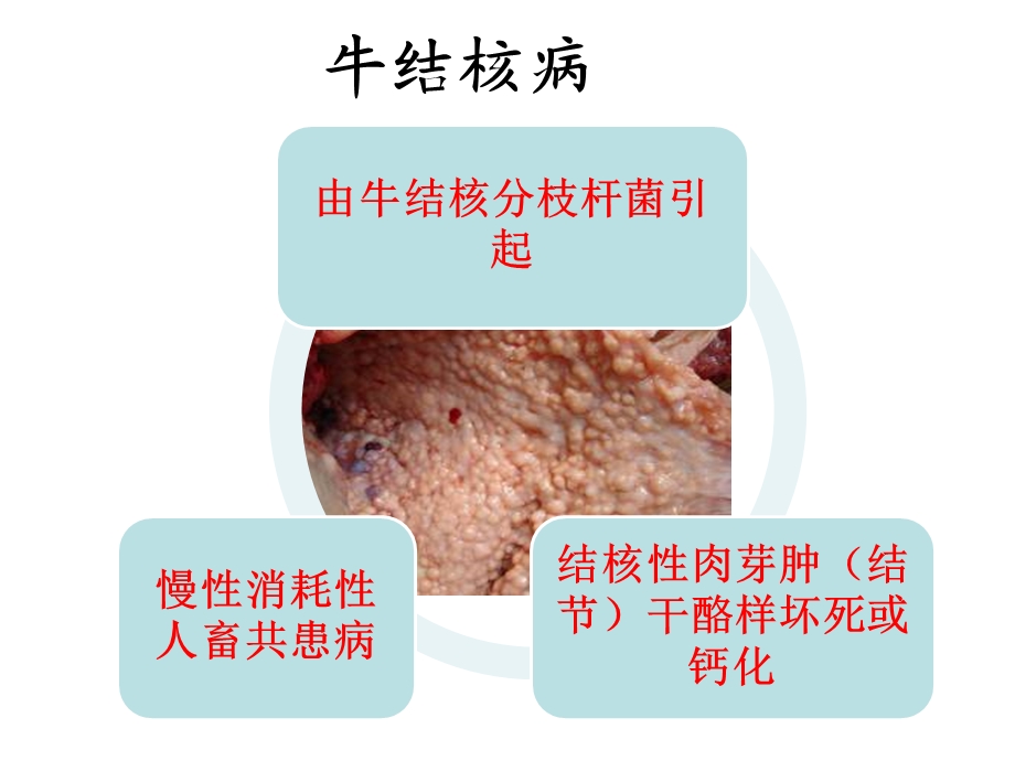 结核分枝杆菌 .ppt_第2页