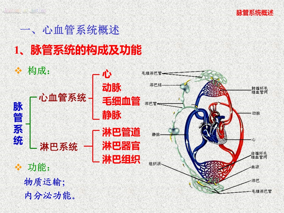 13、运动解剖学脉管系统.ppt_第3页