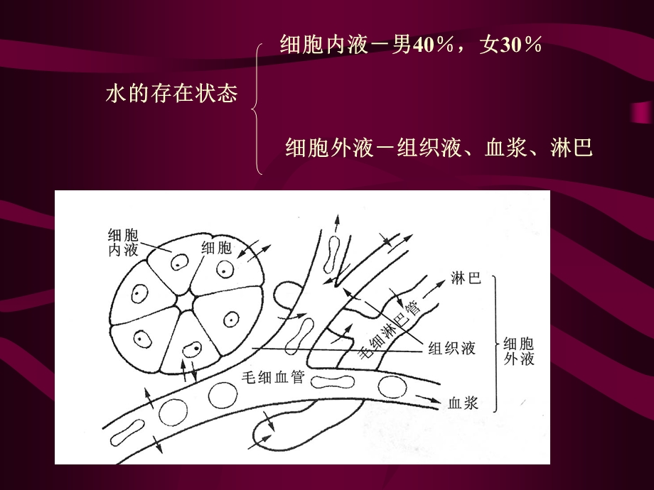 08血液与循环.ppt_第3页