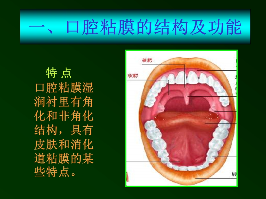 【精品PPT】口腔溃疡诊断及鉴别.ppt_第2页