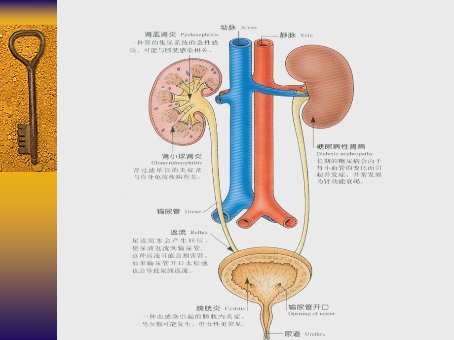 01泌尿系统疾病总论.ppt_第2页