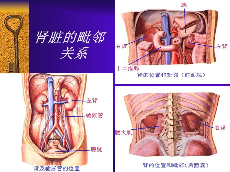 01泌尿系统疾病总论.ppt_第3页