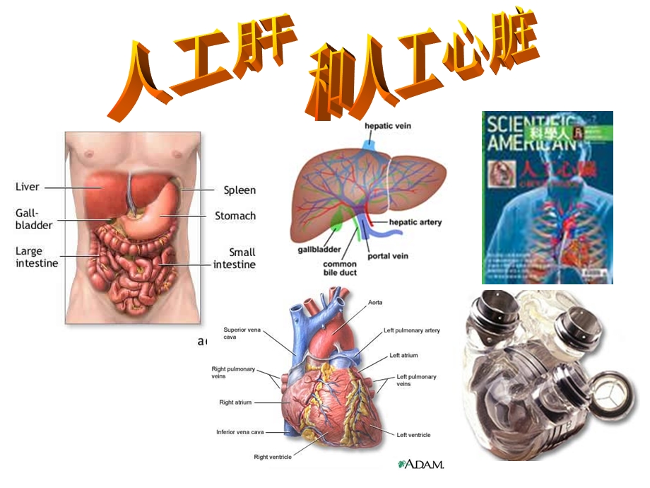 选修 人工肝和人工心脏.ppt_第1页
