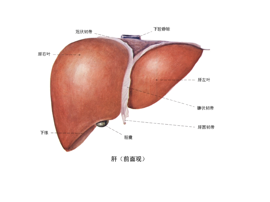 选修 人工肝和人工心脏.ppt_第2页