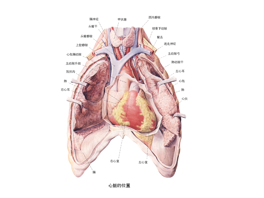 选修 人工肝和人工心脏.ppt_第3页