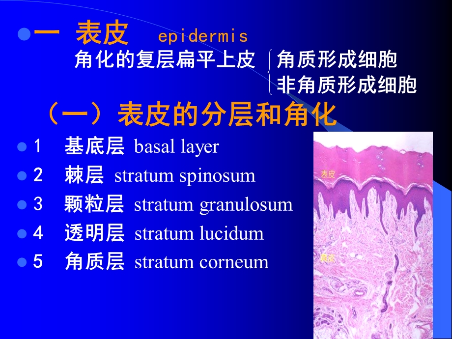 【基础医学】第十一章 皮肤.ppt_第2页