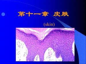 【基础医学】第十一章 皮肤.ppt