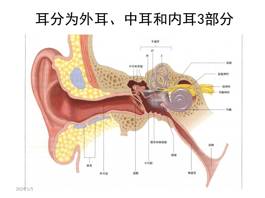 4耳解剖生理.ppt_第3页