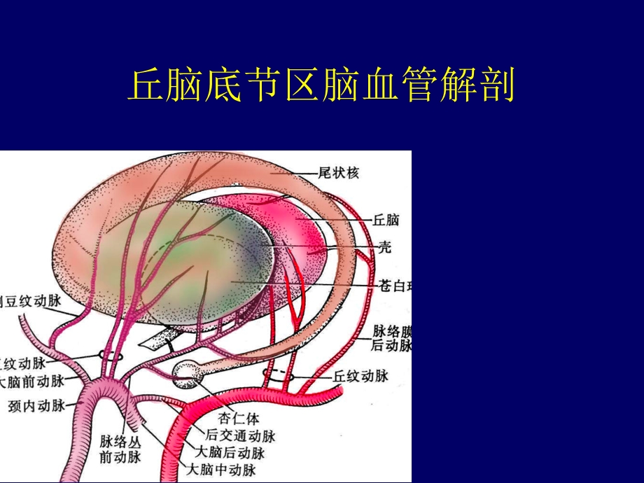 [临床医学]丘脑底节区脑血管解剖.ppt_第1页