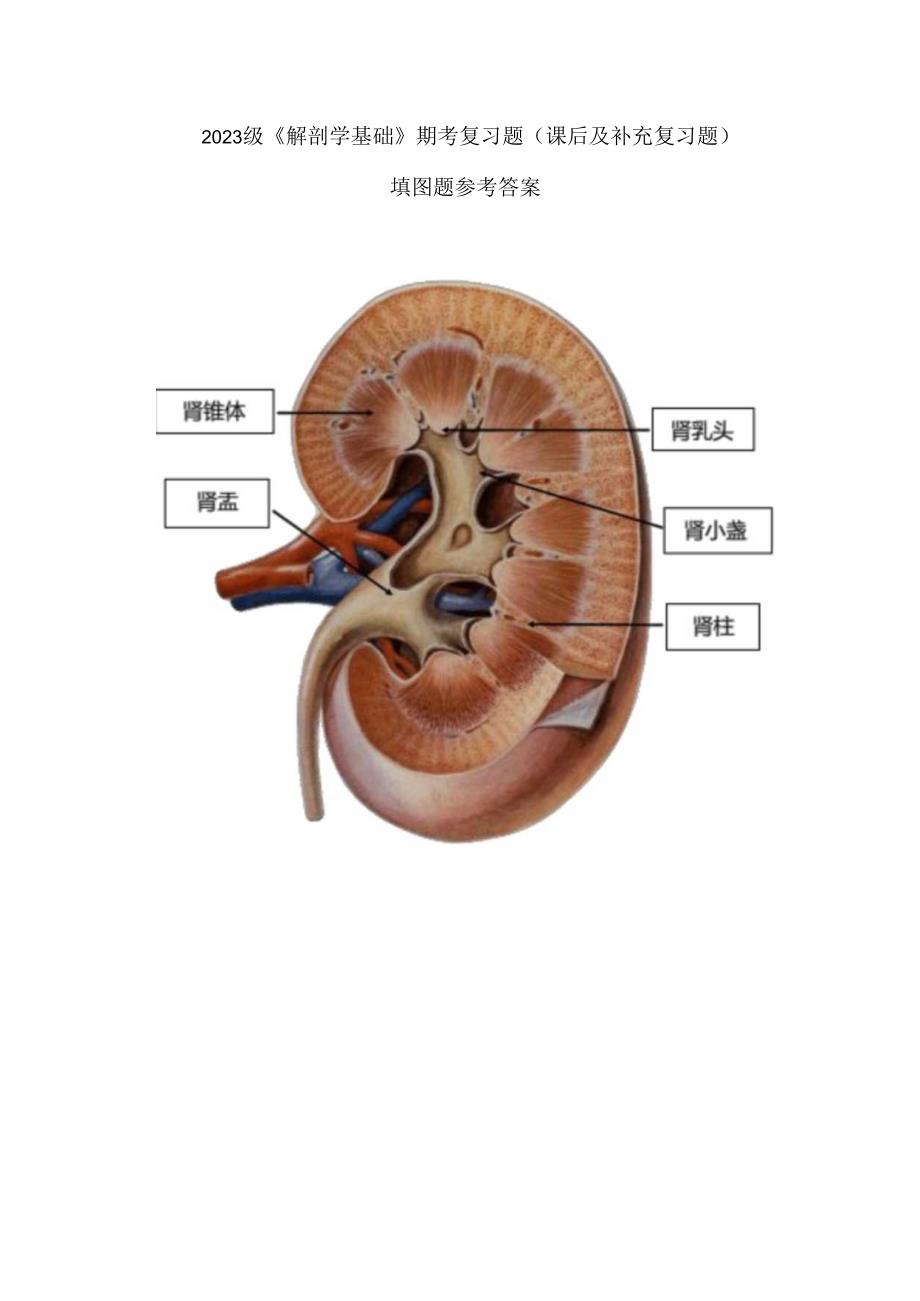 2023级《解剖学基础》期考复习题（含课后和补充）填图题参考答案.docx_第1页