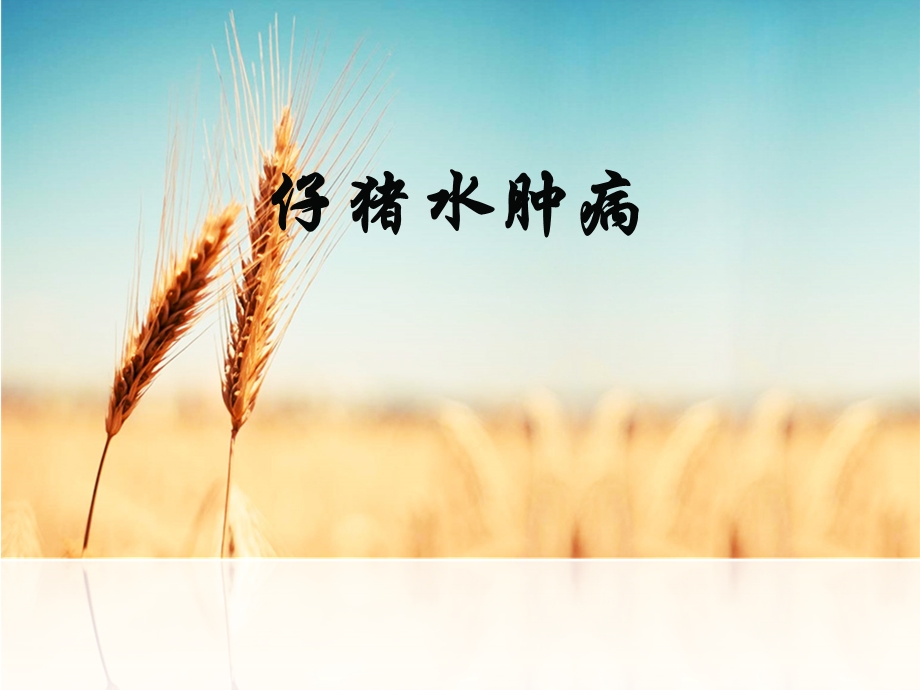 仔猪水肿病.ppt_第1页