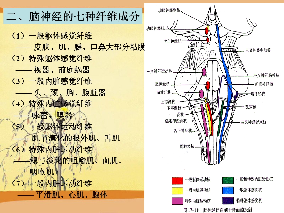 十二对脑神经资料PPT课程.ppt_第3页